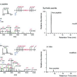 Mass Spectrometric Identification And Verification Of An AMG510