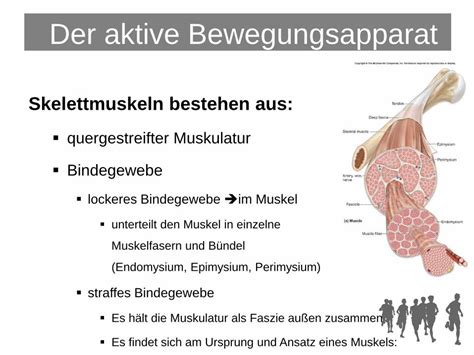 PDF Der Aktive Bewegungsapparat Flexyfit Sports Academy DOKUMEN TIPS