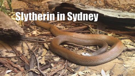 Safely Seeing Snakes In Sydney The Reptile House At Taronga Zoo Youtube