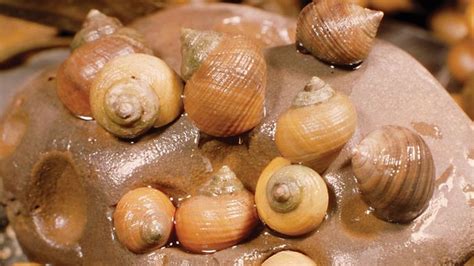 Common Periwinkle Marine Snail Britannica