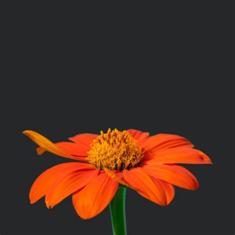 Buy Tithonia Torch Red Flower Seeds - Agriculture Review