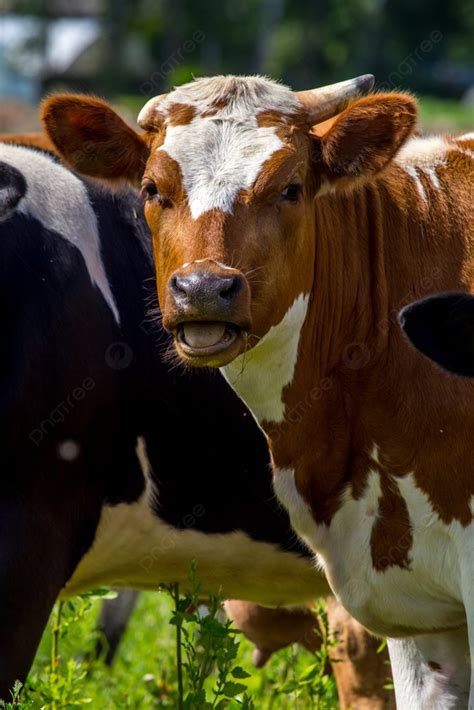 Vacas Leiteiras Pastando Em Prado Verde Na Let Nia Rebanho De Vacas