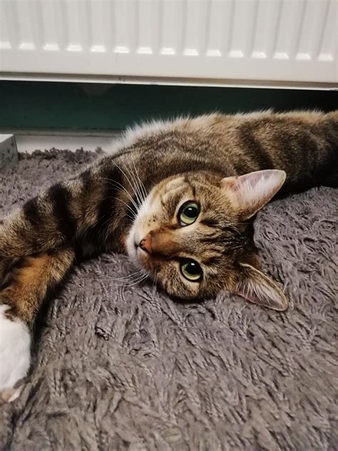 Loooong Kitty Cat Raww