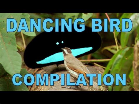 Dancing Bird Compilation | OGN Daily