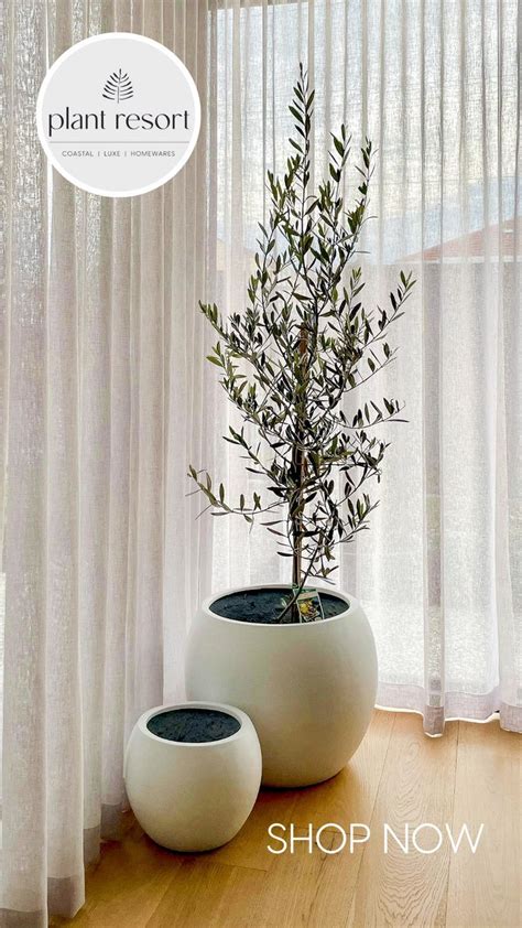 Olive Tree In Amalfi Pot Homewares Shop Small Planter Pot Sets