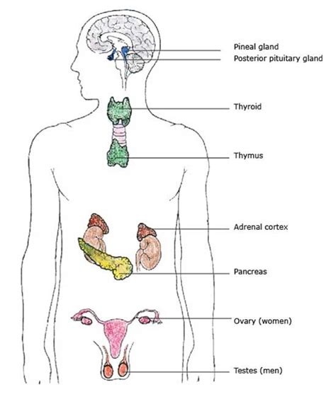 The Endocrine System Test 9 Human Anatomy Physiology Diagram Quizlet