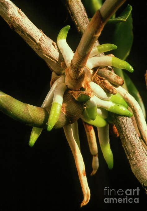 Orchid Aerial Roots Photograph by Vaughan Fleming/science Photo Library - Pixels