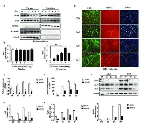 Expression Of HuR In Human Skeletal Muscle Myoblasts HSMM During