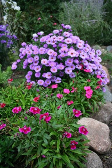 Some Purple Flowers And Rocks In A Garden