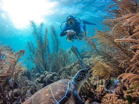 Bonaire National Marine Park – Bonaire Diving