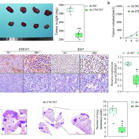 Knockdown Of ZNF267 In Mice Models Retarded The Tumor Growth And Lung