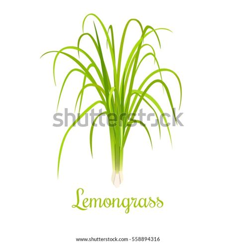 Lemongrass Cymbopogon Citronella Grass Culinary Herb Stock Vector