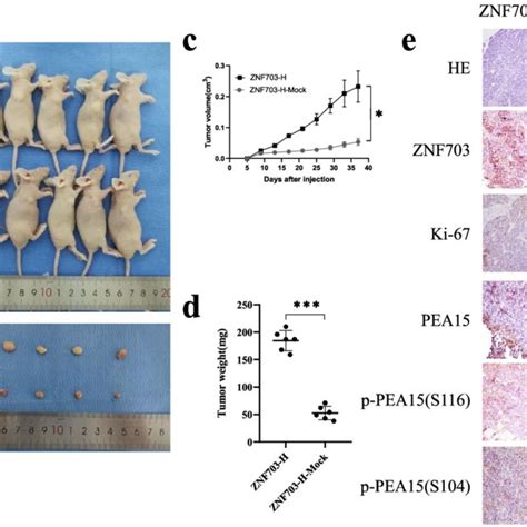 The Impact Of Znf On Tumor Formation And Proliferation Ability In