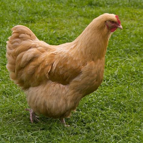 Jenis Ayam Untuk Dikonsumsi Dan Ayam Hias Yang Populer Ayam Hias