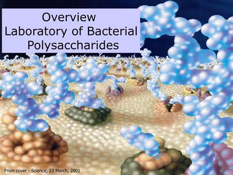 Ppt Overview Laboratory Of Bacterial Polysaccharides Powerpoint