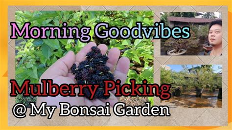 Bonsai Morning Goodvibes Trending Viral Enjoy Asmr Mulberries