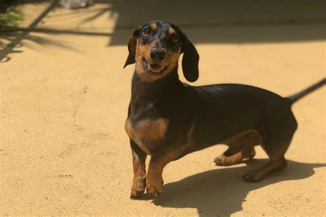 The Seven Things All Dachshund Owners Know To Be True