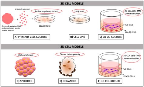 Schematic Representation Of In Vitro Experimental Models Used For