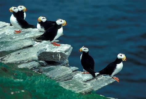 Atlantic Puffin Habitat