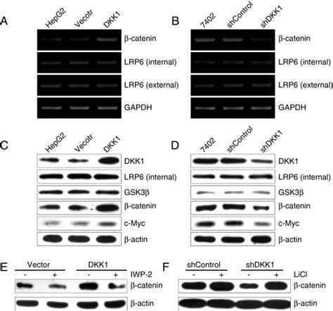 Dkk1 Regulates β Catenin Expression Through The Non Canonical Wnt Download Scientific Diagram