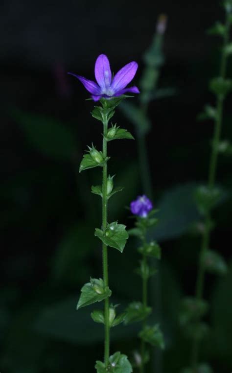 Triodanis Perfoliata Campanulaceae Image 200006 At PhytoImages Siu Edu