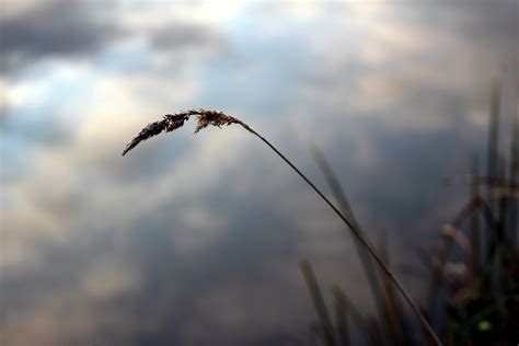 Free Images Water Nature Branch Bird Cloud Sky Sunset Sunlight