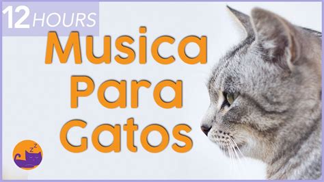 Música Magica para Gatos Relájese y Calme a su Felino al Instante