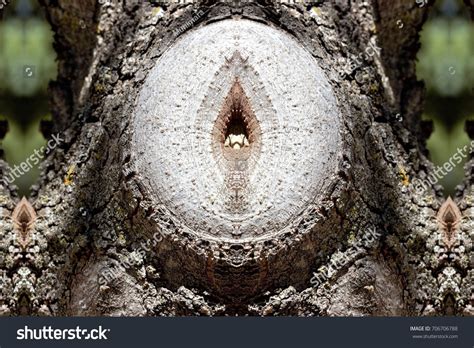 Metaphor Sex Pussy Symmetrical Photograph Vulva Stock Photo Shutterstock