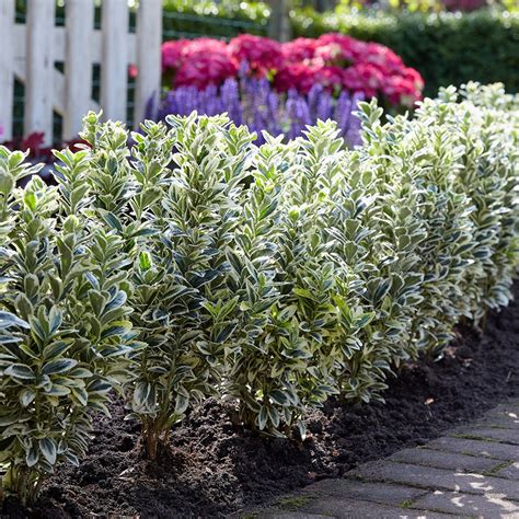 Buy Japanese Euonymus Euonymus Japonicus White Spire Pbr Delivery