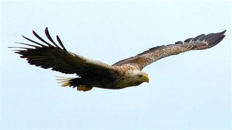 Trial Of Laser Beams To Scare Sea Eagles From Lambs Bbc News