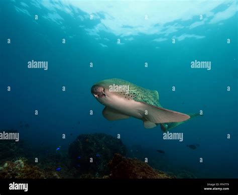Leopard Shark Zebra Shark Byron Bay Australia Stock Photo Alamy
