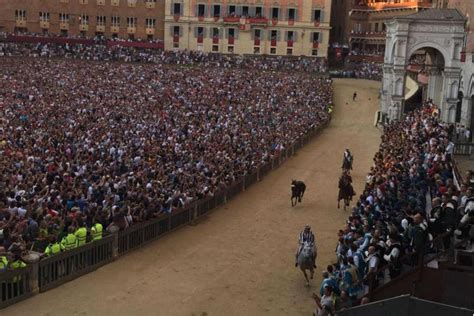 Palio Siena Vince La Selva Con Cavallo Scosso