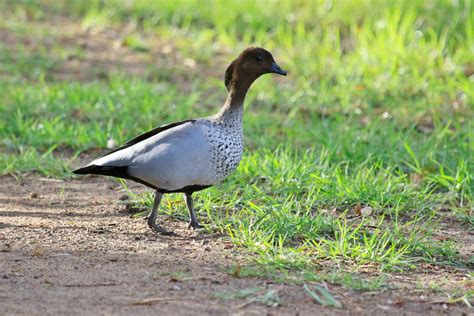 Australian Wood Duck 24734852 Stock Photo at Vecteezy