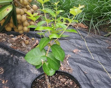 RARE GRAFTED Black Surinam Cherry Zill S Black Eugenia Uniflora Etsy