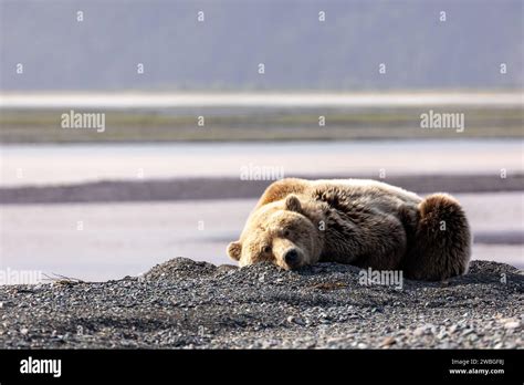 Adult Grizzly Bear Ursus Arctos Horribilis Resting On Black Sandy