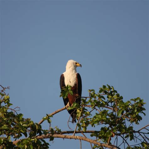 Kanana Camp | Okavango Delta | Botswana safari | Expert Africa