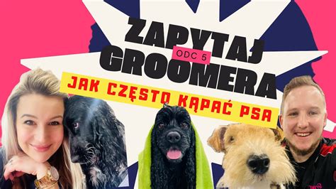 Zapytaj Groomera Jak Cz Sto K Pa Psa Youtube