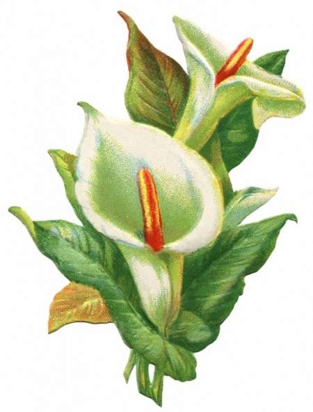 Easter Lily Clipart | Free Easter Lily Images