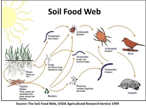 The Soil Food Web Part Introduction Hunter Region Landcare Network