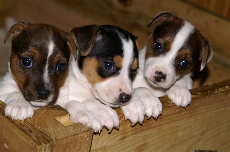 Jack Russell Terrier Pictures Information Temperament