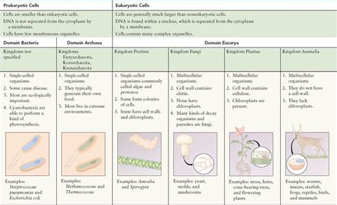 Prokaryotic And Eukaryotic Cells Revisited Cell Structure And Function Cornerstones