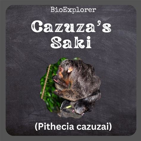 cazuzas saki characteristics pithecia cazuzai facts bioexplorer