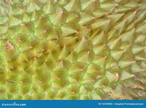 Durian Thorn Texture And Background Stock Photo Image Of Timber