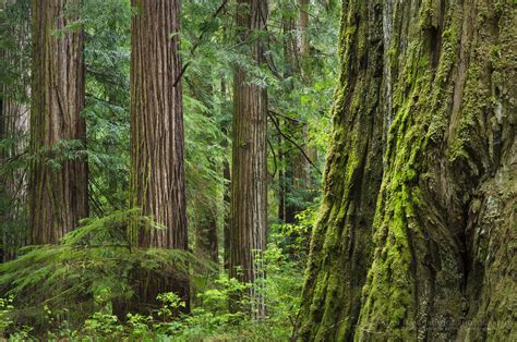 Coast Redwoods Sequoia Sempervirens Alan Majchrowicz Photography