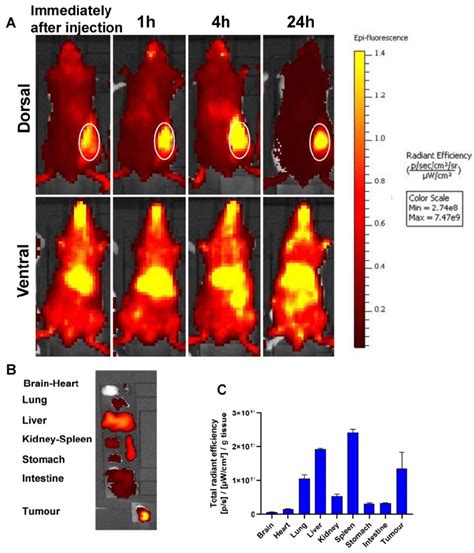 In Vivo Whole Body IVIS Imaging And Biodistribution Of DiR Labelled