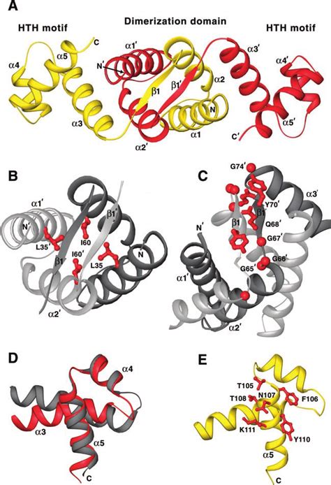 Structure Of Mor A Ribbon Representation Of The Mor Dimer Viewed