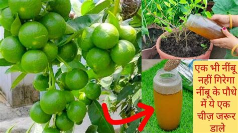 नींबू के बीज से नींबू का पौधा ऐसे लगाएं। नींबू को गमले में कैसे लगाएं How To Grow Lemon From