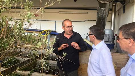 Il Salento Falcidiato Da Xylella Persi Quasi Mila Posti Di Lavoro