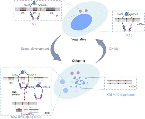 Structural Maintenance Of Chromosomes Smc Proteins Are Required For