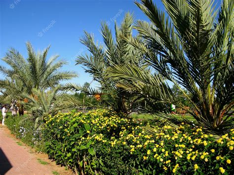 Premium Photo | The oasis in sahara desert morocco